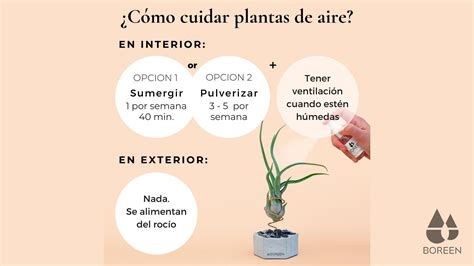 Toda La Vida Sudor Especialmente Como Se Deben Cuidar Las Plantas