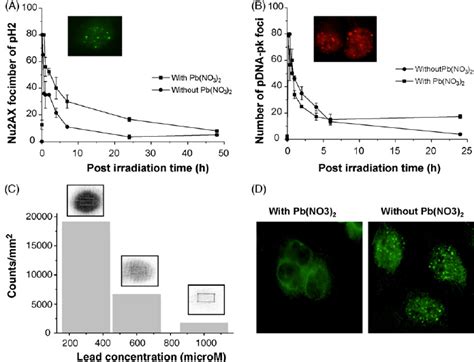 Lead Nitrate Inhibits The Nhej Dsb Repair Process A Number Of Ph2ax Download Scientific