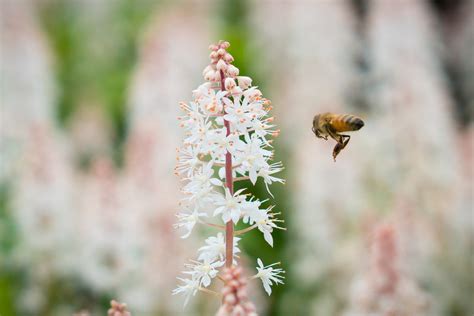 Free Images Nature Branch Blossom Plant Meadow Leaf Flower