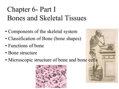 Chapter 6 Part I Bones And Skeletal Tissues