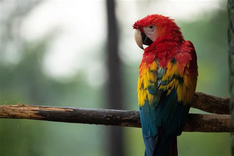 Free Images Bird Vertebrate Beak Parrot Macaw Wildlife Branch