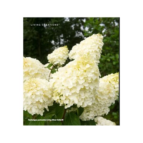 Luotelin Hortenzija Hydrangea Paniculata Living Silver Dollar