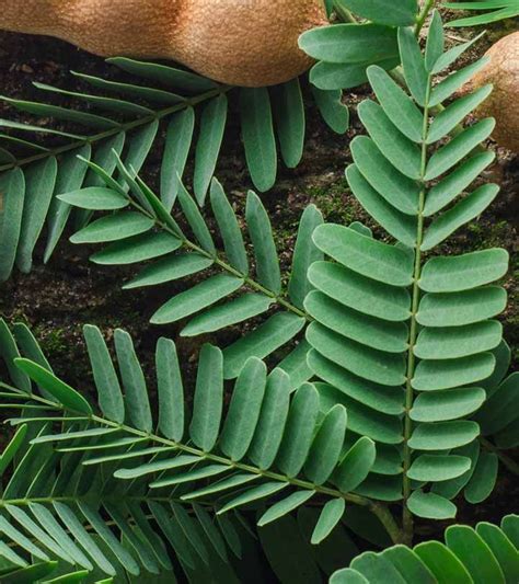 Amazing Health Benefits Of Tamarind Leaves Artofit