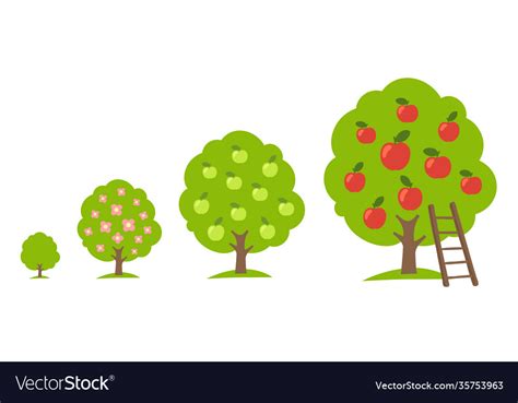 Set Apple Fruit Tree Growing Process Orchard Vector Image