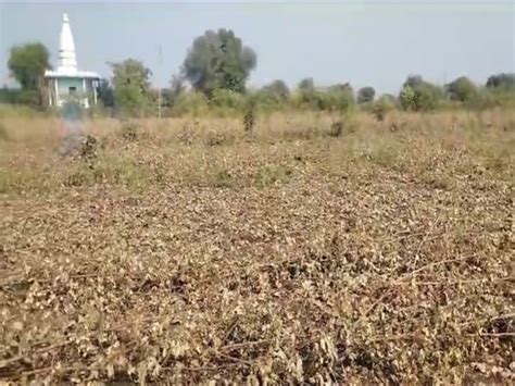 Cotton Crop वैतागलेल्या शेतकऱ्याने उभ्या कापसाच्या पिकालाच लावली आग। The Farmer Set The Cotton