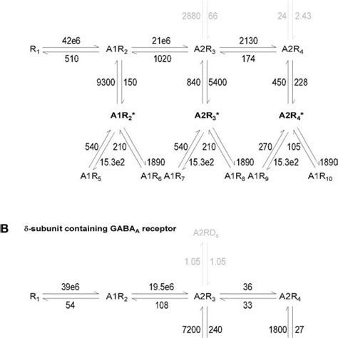 Kinetic Model Of γ And δ Subunit Containing Gabaa Receptors The