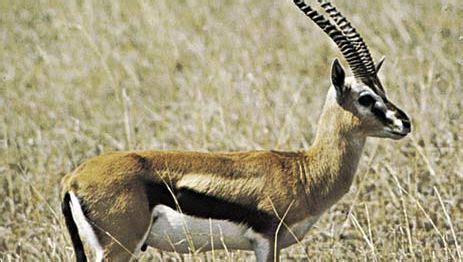 gazelle | mammal | Britannica