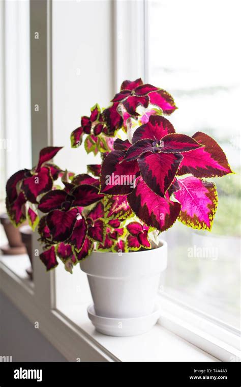 A Brightly Colored Coleus Fairway Rose Plant In A Window Stock Photo