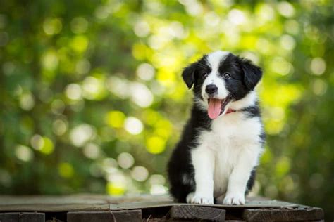 Border Collie - A-Z Animals