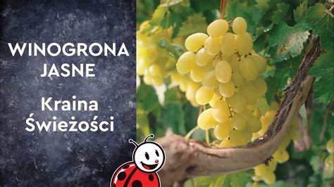 Winogrona Jasne Biedronka Kraina Wie O Ci Youtube