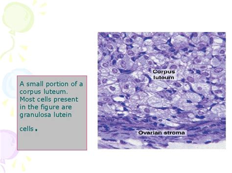 Histology Of Female Reproductive System Petek Korkusuz Md