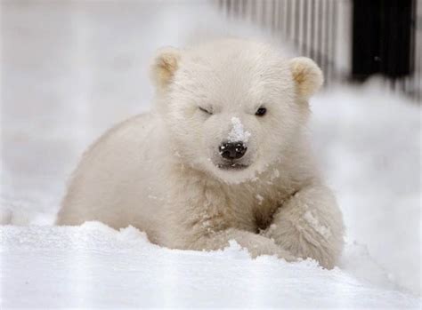 Lovable Images: Cute Polar Babies Bear Images Free Download ...