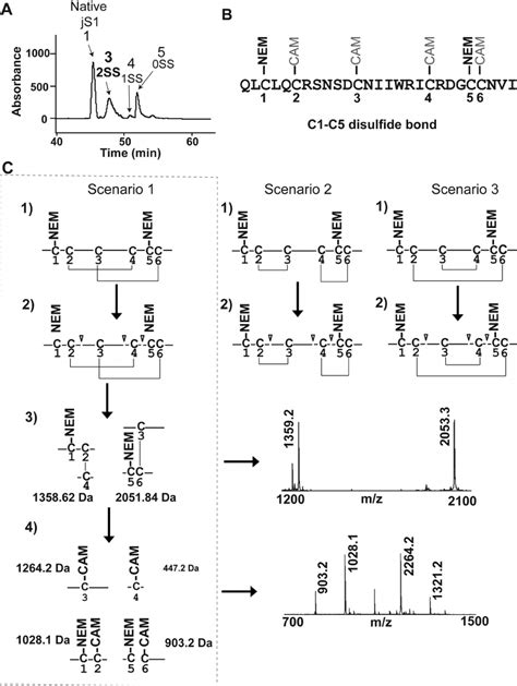 Disul Fi De Mapping Of Jasmintide JS1 A RP HPLC Separation Of