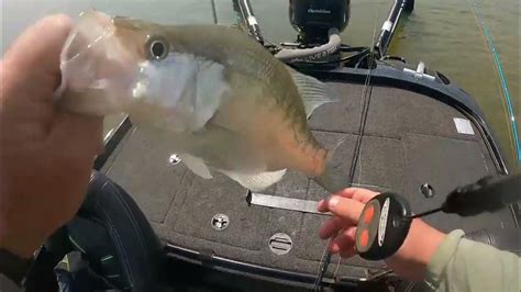 Grenada Lake Crappie On A Scorching Hot Summer Day Youtube