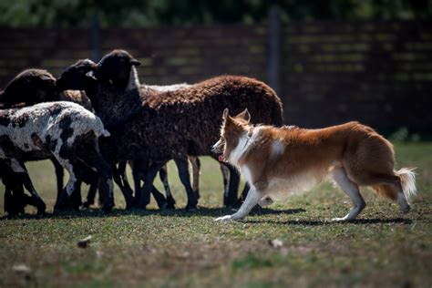 What Do Border Collies Herd