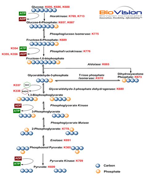 Glycolysis Pathway Interactive Pathways Biovision Inc