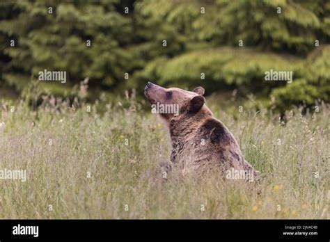 European Brown Bear Ursus Arctos Arctos Adult Sitting On Grassland