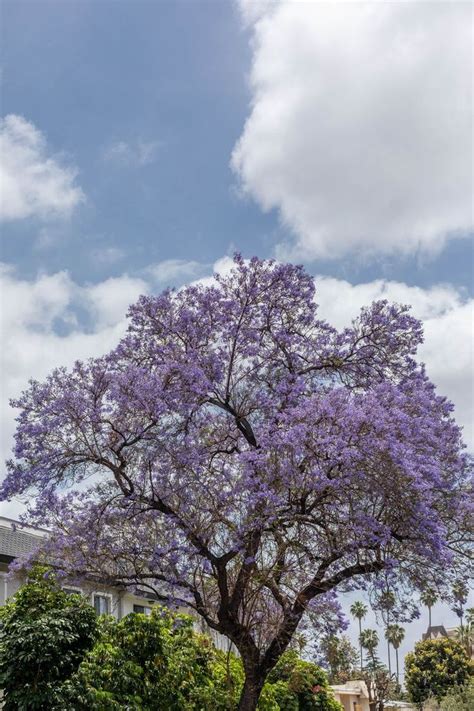 Growing Jacaranda Trees In Your Yard