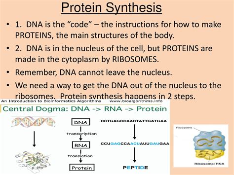 Ppt Dna Rna And Protein Synthesis Powerpoint Presentation Free