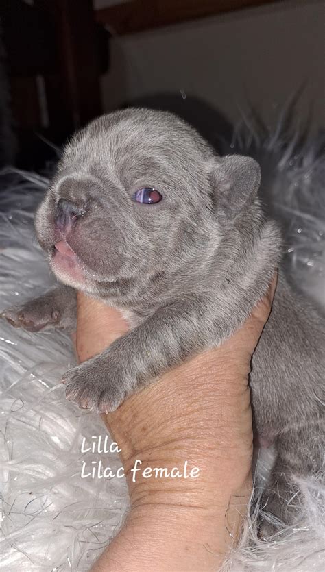 How Much Are Lilac French Bulldogs