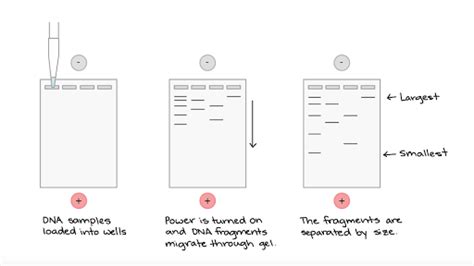 Gel Electrophoresis Article Khan Academy