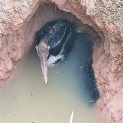 Tamandu Resgatado Ap S Cair Em Buraco Gua Em Bom Despacho