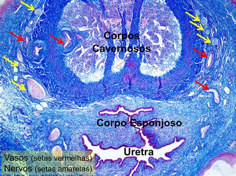 Sistema Reprodutor Masculino Fotos Histologia De Rg Os E Sistemas