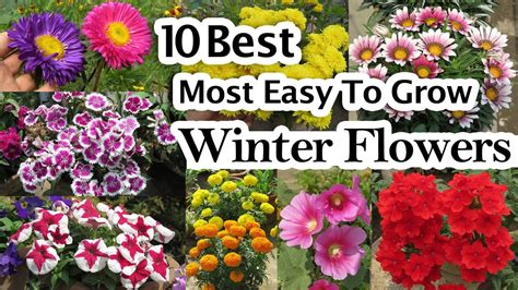 Most Easy To Grow Winter Flowers Low Maintenance Annual Flowering