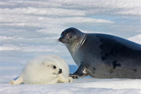 Harp Seals Mother With Cub On Ice Photograph By Keren Su