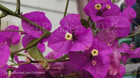 Plantfiles Pictures Bougainvillea Purple Queen 1 By Daylilyslp