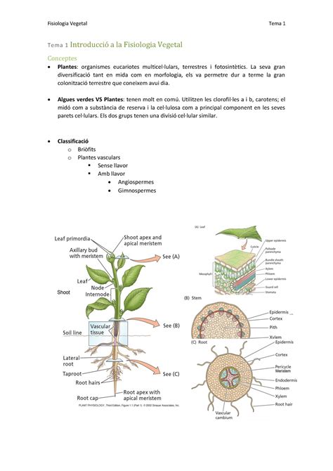 Tema 1 Introducció Fisiologia Vegetal Tema 1 Tema 1 Introducció a la