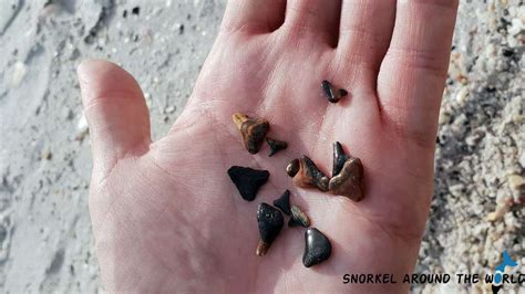 Best Beach To Find Shark Teeth In Florida Teeth Poster