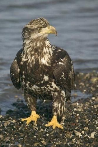 Baby Eagle | Photo, Information