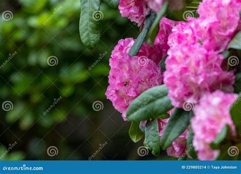 Flores Magenta Rosa Abundantes En El Arbusto De Rododendros Foto De