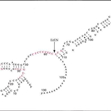 Model Of The Regulation Of ␣ Globin Mrna Stability The Translational