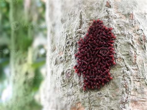 El Escarabajo Del Lirio Escarlata El Escarabajo Del Lirio Rojo O El