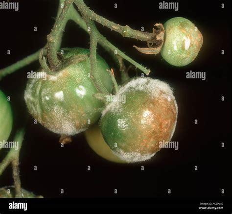 Tomate phytophthora infestans Banque de photographies et dimages à