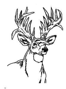 Whitetail Buck Coloring Pages At GetColorings Free Printable