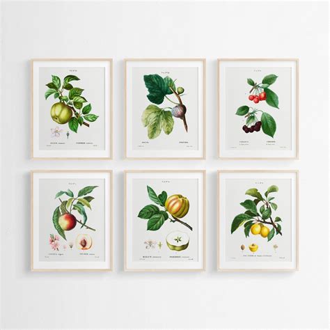 Er Set Botanische Wand Kunst Fr Chte Illustrationen Drucke Bunte