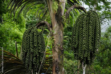 Enau Or Aren Arenga Pinnata Trees With Thick Fruit The Popular Fruit