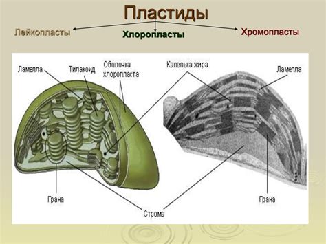 Состав и строение наружной плазматической мембраны - online presentation