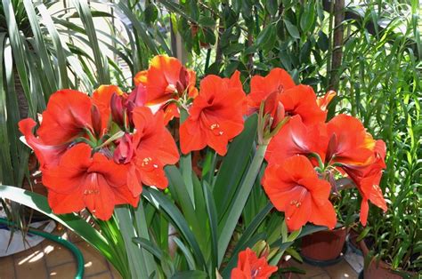 Amaryllis Closeup Red Hd Wallpaper Rare Gallery