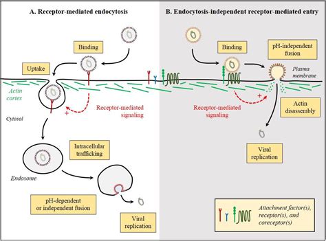 Viruses Free Full Text Dynamics Of Virus Receptor Interactions In