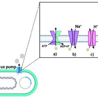 Efflux Pump Families A ABC B MATE C SMR D MFS E RND