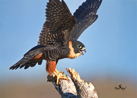 Halc N Murcielaguero Bat Falcon Falco Rufigularis Flickr