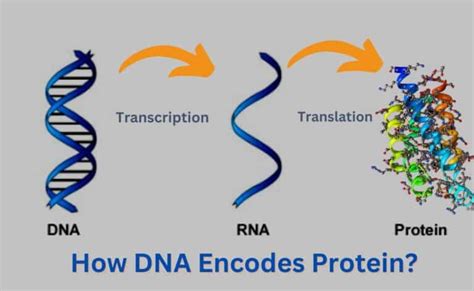 How Dna Encodes Protein