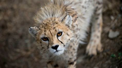 Asiatic Cheetah Cubs