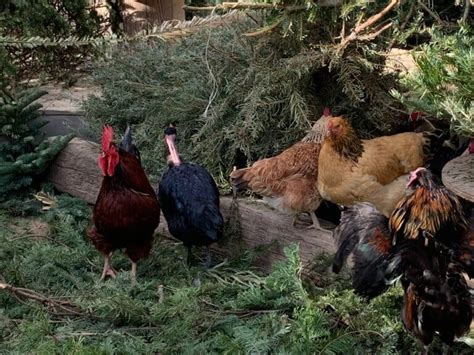Naked Neck Chickens Aka Turkens Dual Purpose And Hardy