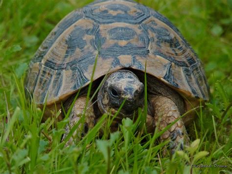 Tortue A Vendre Lyon Univers Reptiles