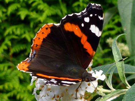 Mariposa Almirante Edelfalter Foto Gratis En Pixabay Pixabay